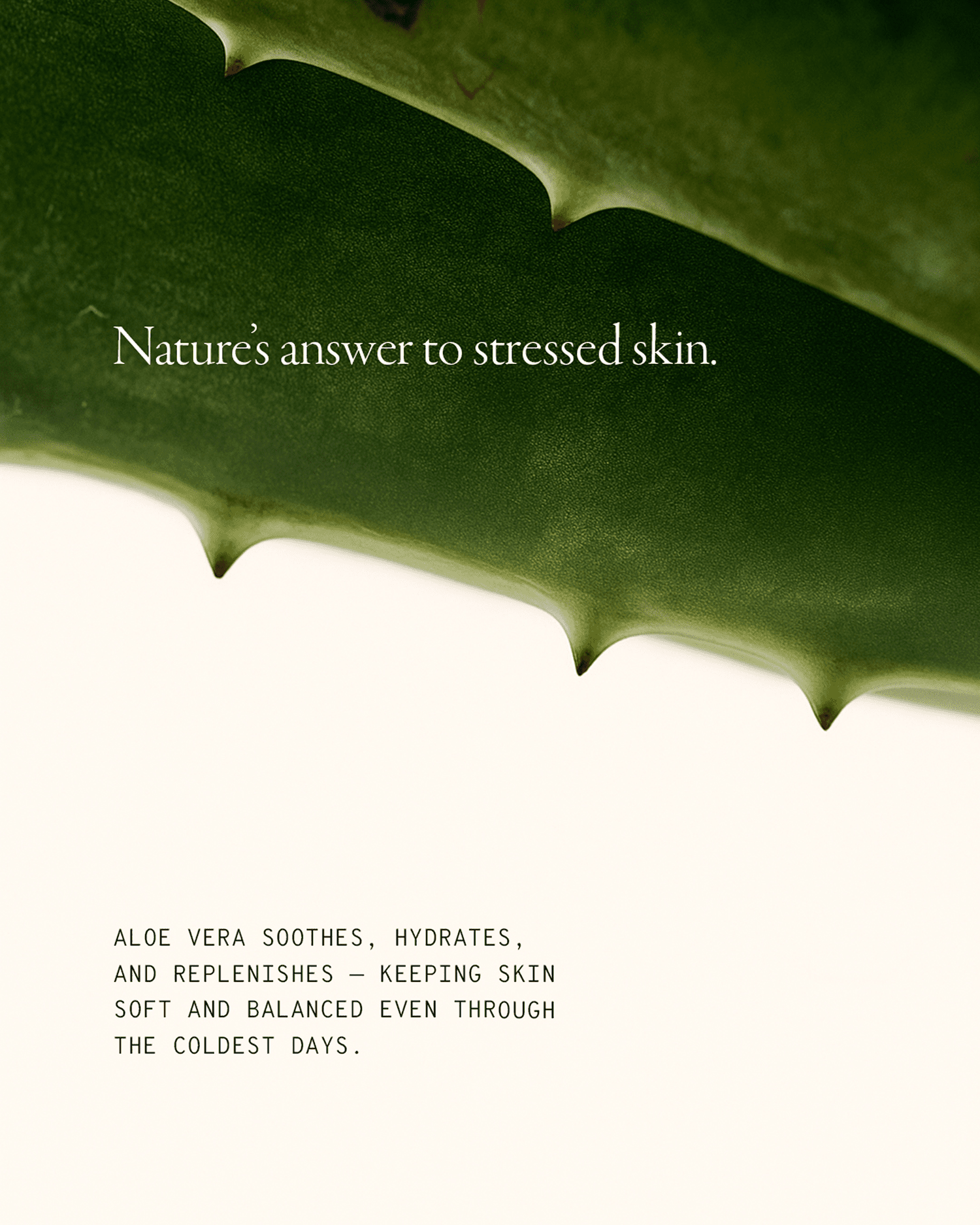 Aloe vera