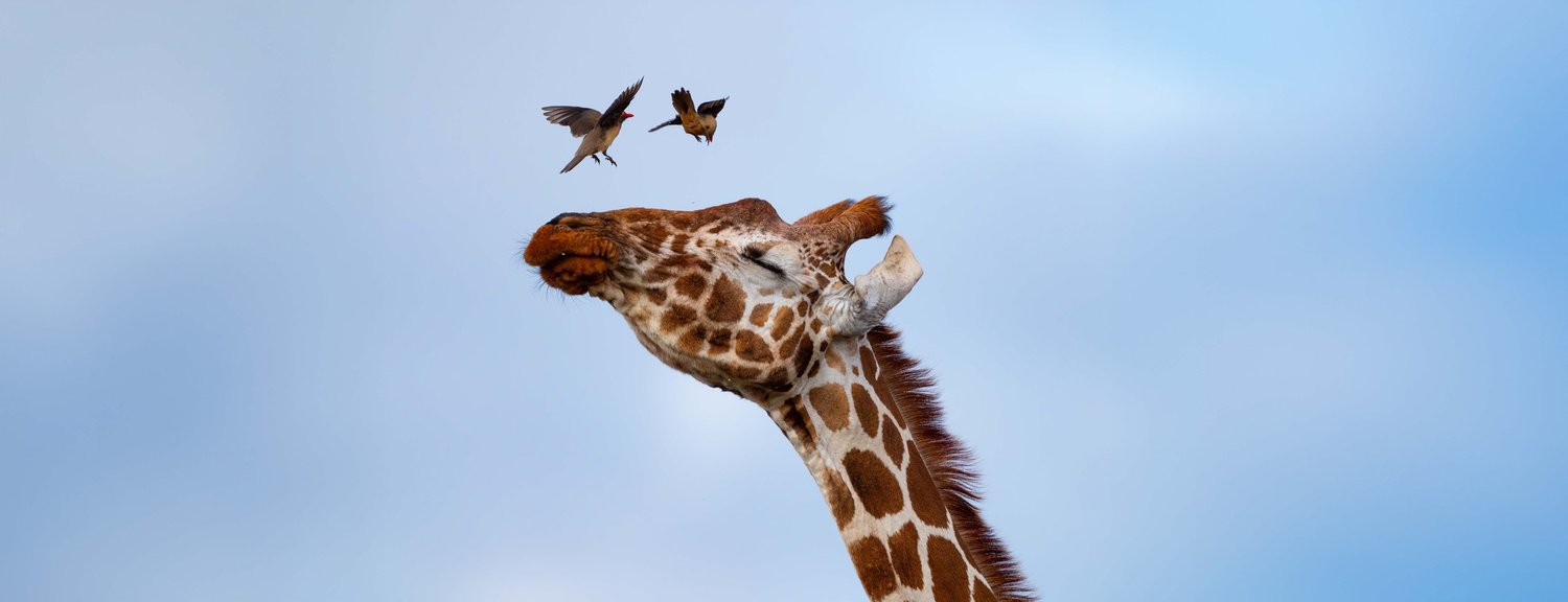 Giraffe in the Kenyan landscape